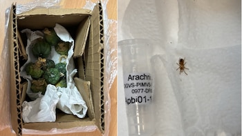 Profepa descubre cactus en peligro de extinción y tarántula en paquetes etiquetados como “maquillaje”