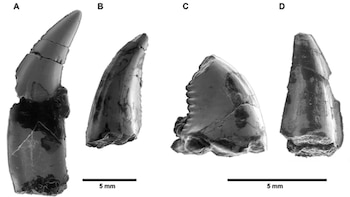 Dientes analizados en el estudio