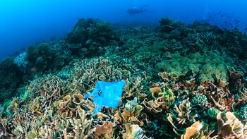 El estudio señala que la