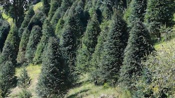 ¿Dónde puedes adquirir tu árbol