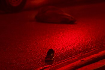 (Foto: REUTERS/Jose Luis Gonzalez)