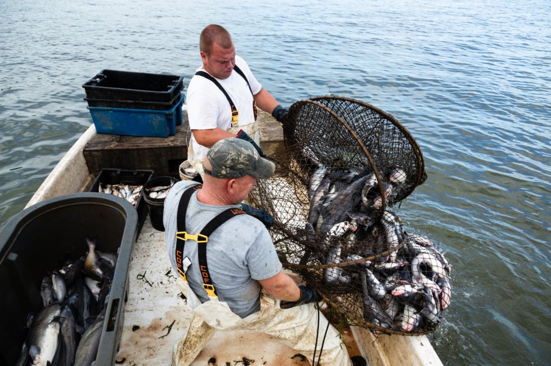 Pescadores de cuarta generación en Maryland pasaron del cangrejo al bagre azul como principal actividad en las últimas décadas (Will Parson/Chesapeake Bay Program)