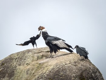 Cóndores en Puracé, Popayán -
