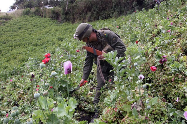 El Consejo Nacional de Estupefacientes otorgará autorización para actividades de cultivo relacionadas con las plantas de amapola y de coca -crédito Colprensa