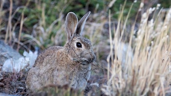 Conejo europeo (Oryctolagus cuniculus) en