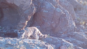 Grabaron al “fantasma de los Andes” en Mendoza: cuál es el animal que está en peligro de extinción