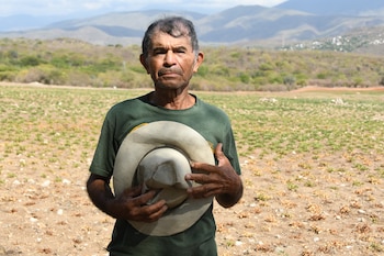 ACOMPAÑA CRÓNICA: GUATEMALA EL NIÑO EL JÍCARO (GUATEMALA), 16/09/2026.- Fotografía del 2 de septiembre de 2026 del agricultor Felícito Marroquín posando junto a una cosecha perdida de manía (maní) debido a la sequía en El Jícaro (Guatemala). "De la venta de la manía compramos el maíz y el frijol que comemos. La milpa se seca rápido y la manía le hace más 'gancho' (oposición) a la sequía, pero este año no sacamos nada", relata Marroquín a EFE tras perder más de 15.000 quetzales (unos 1.930 dólares) que invirtió en la siembra. EFE/ Alex Cruz