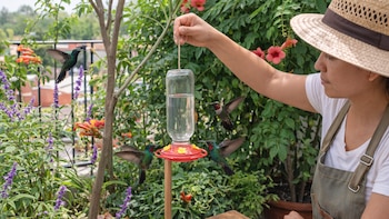 Cómo hacer un bebedero para colibríes y atraerlos de forma segura