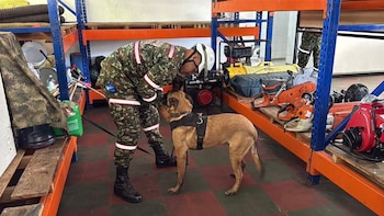 Los pelotones del Comando de Ingenieros Militares cuentan con binomios caninos, drones y tecnología de precisión para buscar sobrevivientes en estructuras colapsadas - crédito MinDefensa