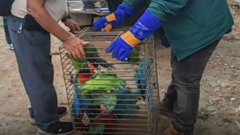Golpe al tráfico de animales en la selva peruana: Rescatan a 11 aves silvestres encerradas en una jaula