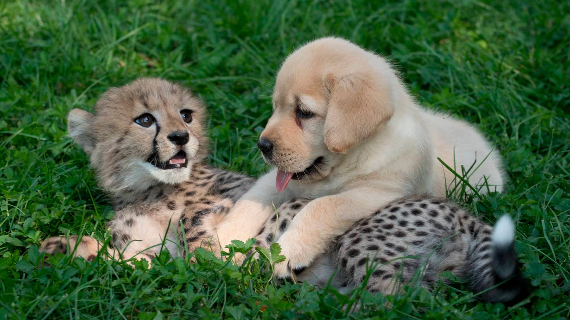 Estudios demuestran que la privación del juego físico eleva la ansiedad y dificulta la socialización y reproducción en mamíferos sociales (FB/ Columbus Zoo and Aquarium)