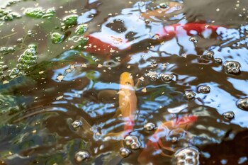 La acuaponía une la acuicultura (cría de peces) con la hidroponía (cultivo sin suelo)