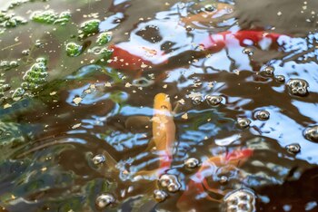 La acuaponía une la acuicultura