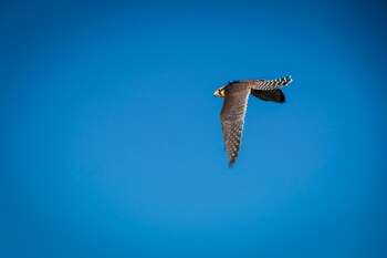 Avistamiento de ave de cetrería