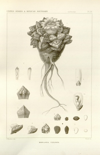 El peyotillo ha llegado a