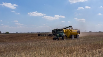 Cosecha de Carinata en Santa
