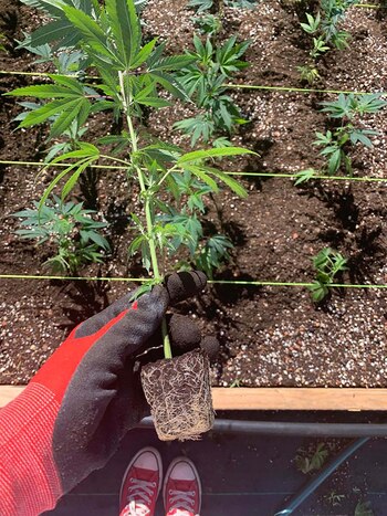 Milu con una planta de