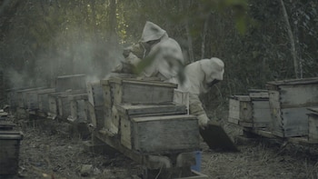 La acciones de la organización
