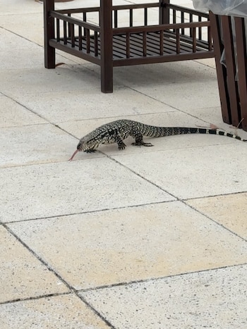 Incluso un lagarto fue parte