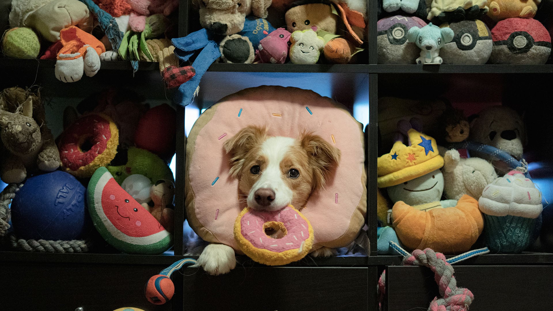 Miso es un border collie macho de 6 años de Canadá. Conoce los nombres de unos 200 juguetes (Veronica Suen)