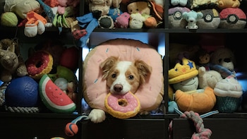 Miso es un border collie