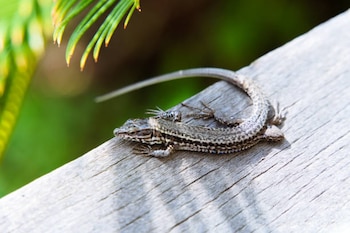 Beneficios de las lagartijas Foto: