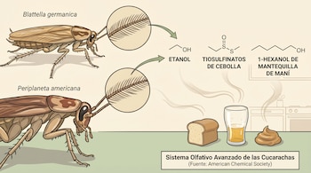 Ilustración de Blattella germanica y Periplaneta americana, sus antenas magnificadas, fórmulas químicas de etanol, tiosulfinatos, 1-hexanol, y alimentos.