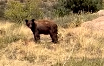 Un oso de pelaje oscuro se encuentra en un campo con hierba y vegetación seca