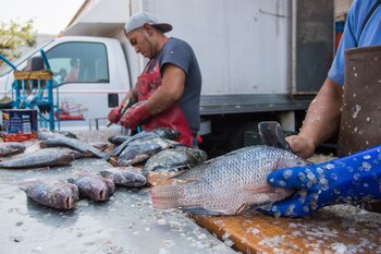 Los pescadores de la cooperativa