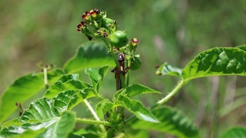 Honduras refuerza control contra la plaga de langosta voladora para proteger los cultivos