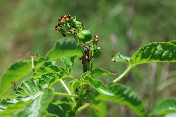 La plaga amenaza cultivos clave como maíz y frijol, afectando así la seguridad alimentaria y la ganadería local hondureña. (Foto cortesía SAG)