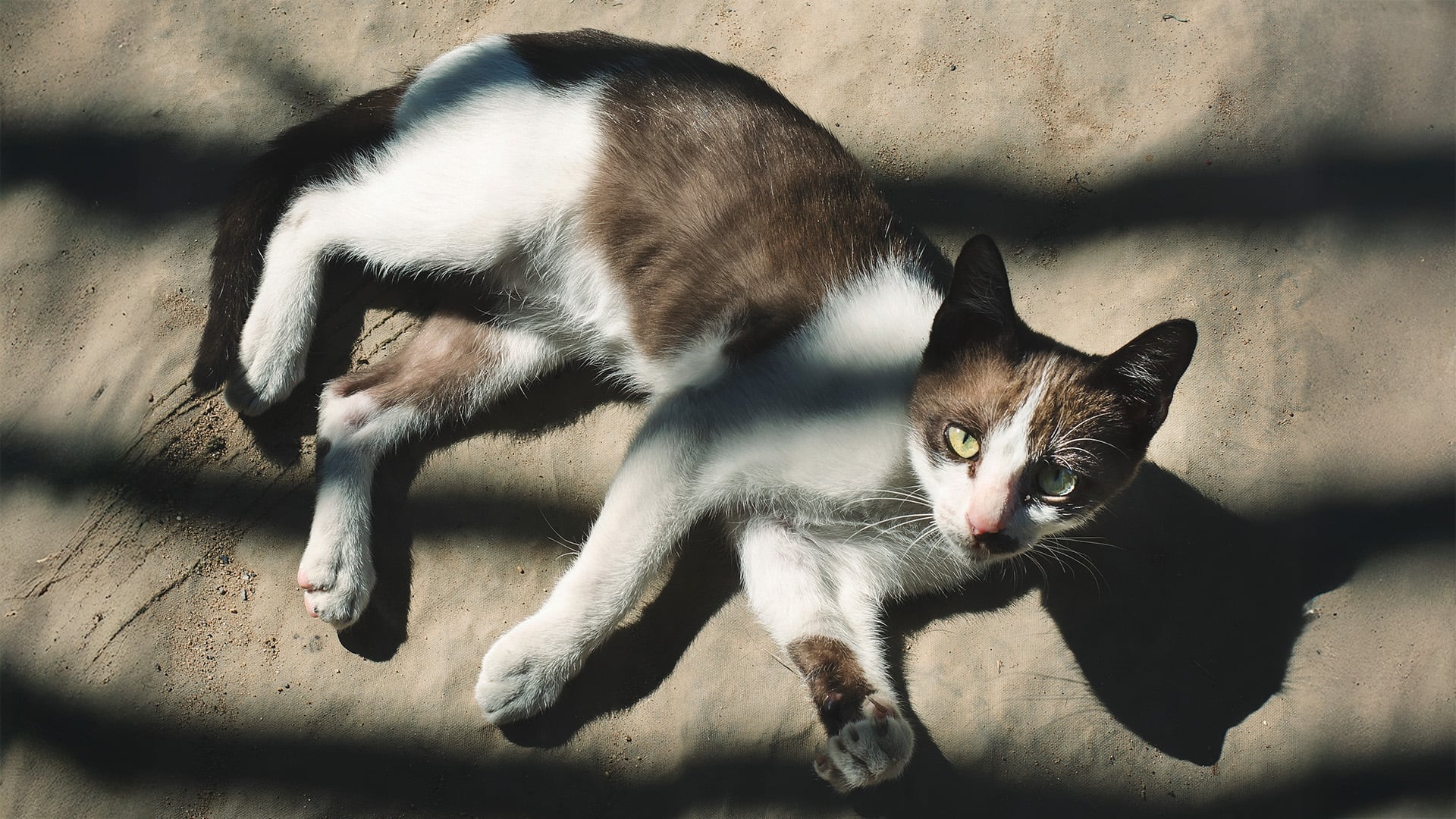 Los gatos suelen buscar suelos de baldosas o áreas sombreadas para regular su temperatura corporal durante el calor (Freepik)