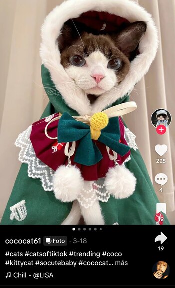 La gata Coco, conocida en las redes bajo el nombre de usuario @cococat61, comenzó su aventura en Tiktok el 20 de enero de este año. Desde entonces, ha logrado captar la atención de miles de personas, acumulando 11 mil seguidores y un promedio de 3 mil vistas por vídeo. Aunque sus cifras de visualización no son tan altas, algunos de sus vídeos han superado las 200 mil o 300 mil vistas; lo cual le ha dado mayor visibilidad para posicionarse como un fenómeno de las redes sociales.