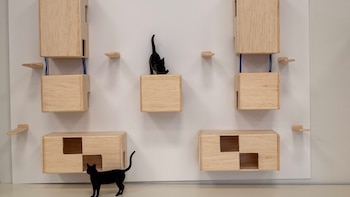 Estudiantes diseñan refugios para gatos