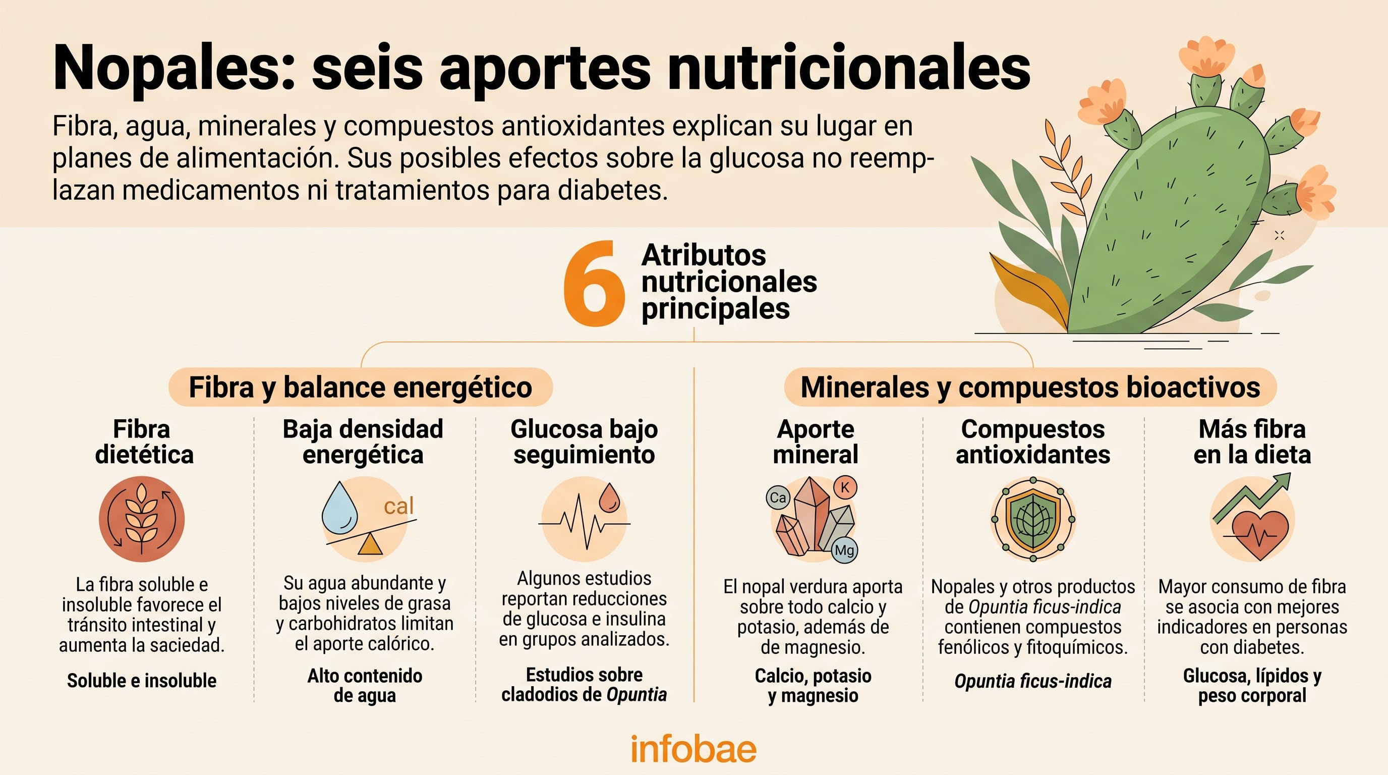 Una infografía de Infobae detalla seis propiedades nutricionales del nopal, como su aporte de fibra, minerales y antioxidantes, así como su relación con el control de la glucosa. (Imagen Ilustrativa Infobae)