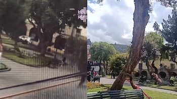 Incidente en Cusco: Rama de árbol cayó sobre una turista cerca de la Plaza Mayor