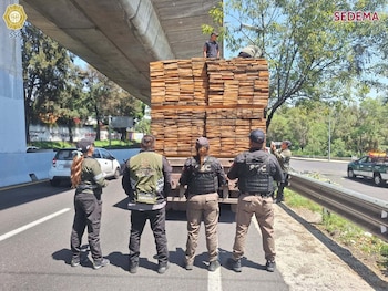Aseguran tráiler repleto de madera de pino presuntamente de origen ilegal en Tlalpan. Crédito: SSC