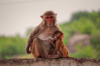 Una hembra de macaco amamantando a una cría