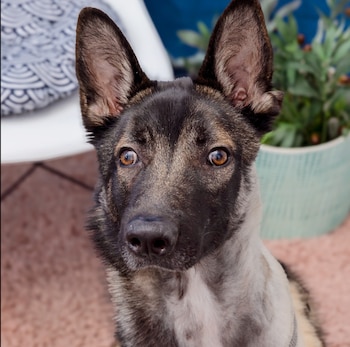 Nicky, un perro juguetón y