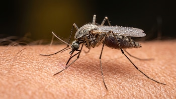 Los Ángeles registra 100 casos y cinco muertes por el virus del Nilo Occidental: la temporada de mosquitos todavía no terminó
