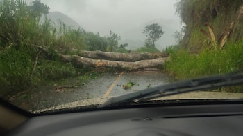 Fuertes vientos provocan caída de árboles, daños en viviendas y un deslizamiento en el Caribe de Costa Rica