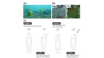 Los cíclidos emperador pueden ser agresivos si detectan un peligro humano hacia sus crías: un hito científico que solo se había detectado en aves y mamíferos