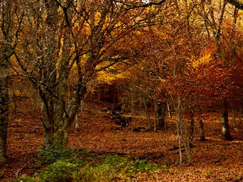 Árboles y camino por e hayedo de Montejo (Central de Reservas Sierra de Guadarrama)