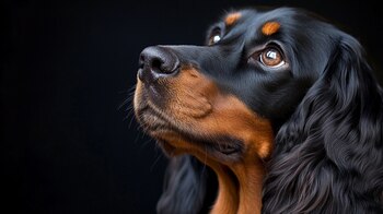 Este perro de caza grande,