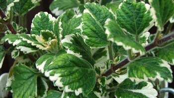 Esta planta combate la tristeza