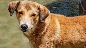 El programa de esterilización masiva