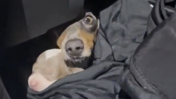 Trece perros salchicha fueron rescatados en el paso fronterizo de Colón: estaban ocultos en un auto sin documentación