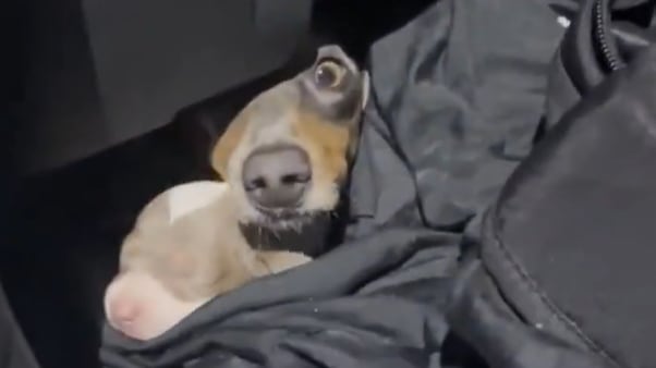 Trece perros salchicha fueron rescatados en el paso fronterizo de Colón: estaban ocultos en un auto sin documentación
