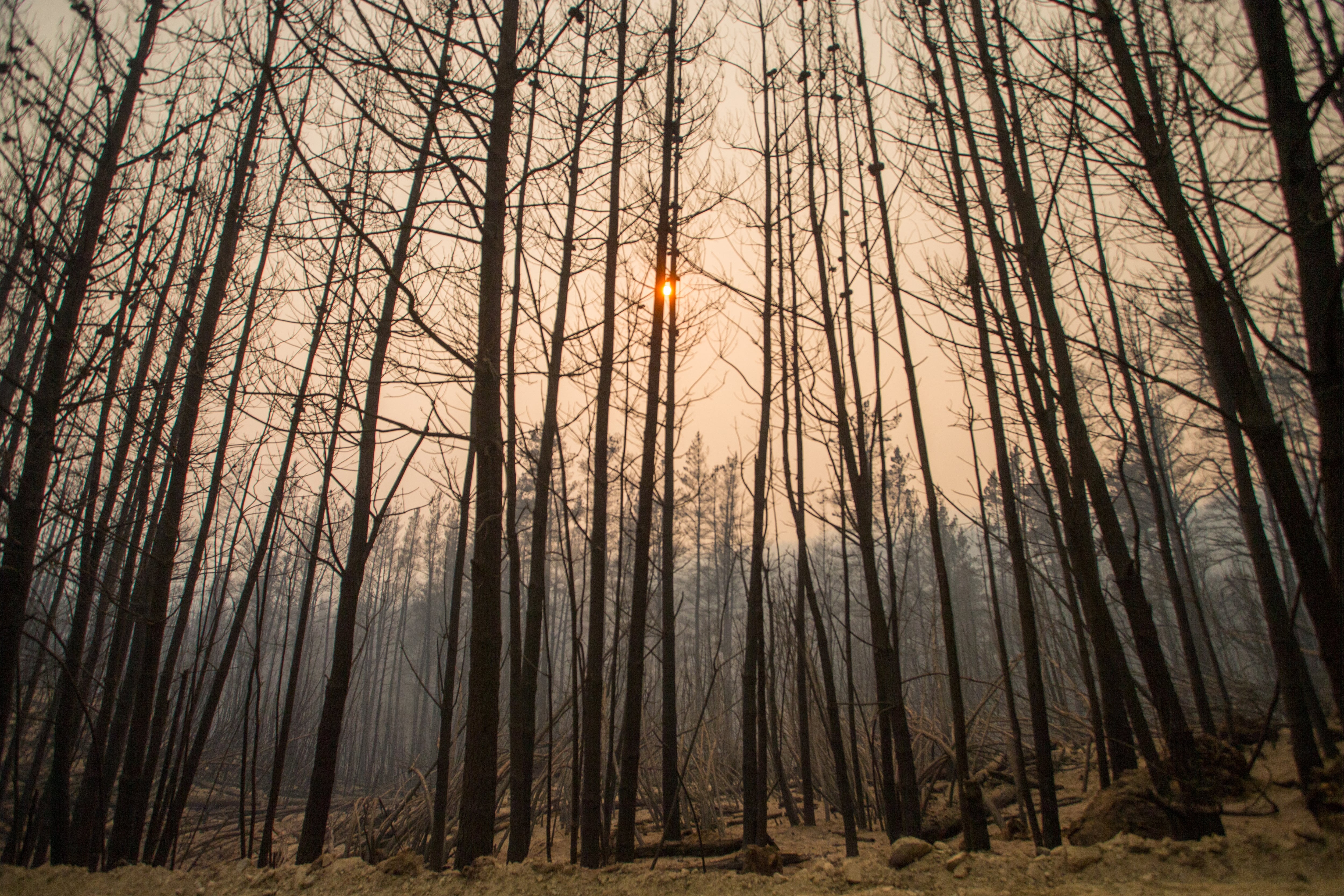 La sequía más severa desde 1965 y los vientos intensos dificultan el control del fuego (Martin LEVICOY / AFP)