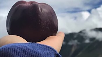 Qué son las manzanas negras